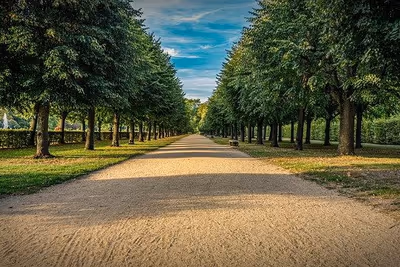 Breiter Sandweg durch eine Baumallee in einem Schlosspark